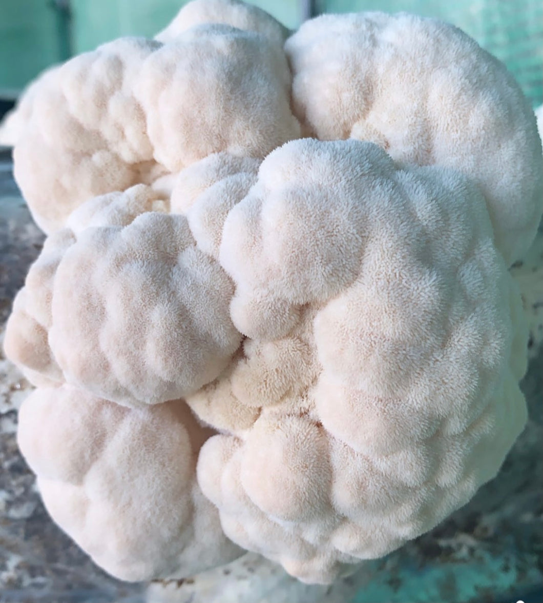 Lion's Mane - Wood Substrate